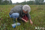 Hemp-agrimony (Eupatorium cannabinum)