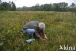 Hemp-agrimony (Eupatorium cannabinum)