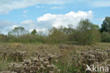 Hemp-agrimony (Eupatorium cannabinum)