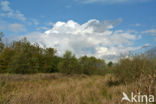 Koninginnekruid (Eupatorium cannabinum)