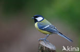 Great Tit (Parus major)