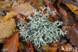 Lichen