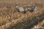 Kraanvogel (Grus grus)