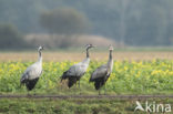 Kraanvogel (Grus grus)