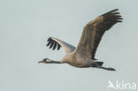 Common Crane (Grus grus)