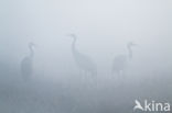 Common Crane (Grus grus)