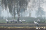 Kraanvogel (Grus grus)