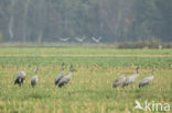 Common Crane (Grus grus)