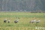 Kraanvogel (Grus grus)