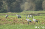 Kraanvogel (Grus grus)