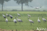 Kraanvogel (Grus grus)