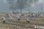 Common Crane (Grus grus)