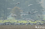 Common Crane (Grus grus)