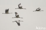 Common Crane (Grus grus)