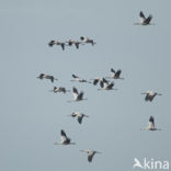 Common Crane (Grus grus)