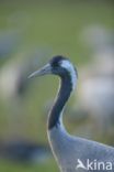 Common Crane (Grus grus)