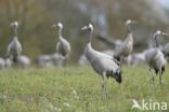 Common Crane (Grus grus)