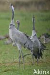 Common Crane (Grus grus)