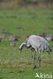 Common Crane (Grus grus)