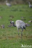 Kraanvogel (Grus grus)