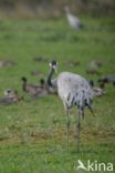 Common Crane (Grus grus)