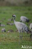 Common Crane (Grus grus)