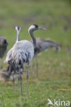 Kraanvogel (Grus grus)