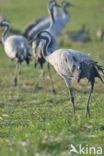 Common Crane (Grus grus)