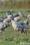 Common Crane (Grus grus)