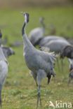 Common Crane (Grus grus)