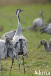 Kraanvogel (Grus grus)