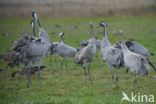 Common Crane (Grus grus)