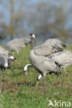 Kraanvogel (Grus grus)