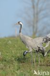 Kraanvogel (Grus grus)