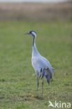 Kraanvogel (Grus grus)