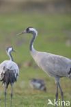 Kraanvogel (Grus grus)