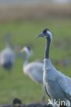 Kraanvogel (Grus grus)