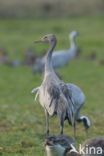 Kraanvogel (Grus grus)