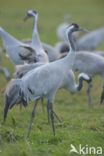 Common Crane (Grus grus)