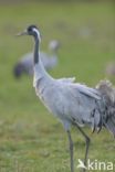 Kraanvogel (Grus grus)