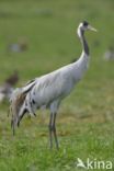 Common Crane (Grus grus)