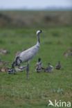 Kraanvogel (Grus grus)