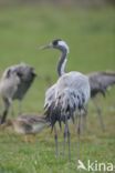 Kraanvogel (Grus grus)