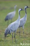 Kraanvogel (Grus grus)