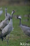 Common Crane (Grus grus)