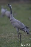 Common Crane (Grus grus)