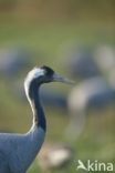 Common Crane (Grus grus)