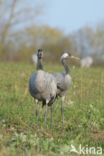 Common Crane (Grus grus)