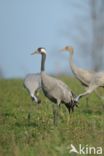 Kraanvogel (Grus grus)