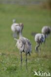 Kraanvogel (Grus grus)